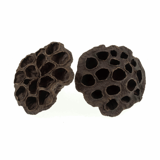 Dried Lotus Flower Heads - 8-10cm (Pack of 2)