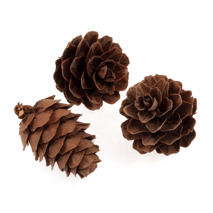 Small Natural Pinecones (Pack of 100)