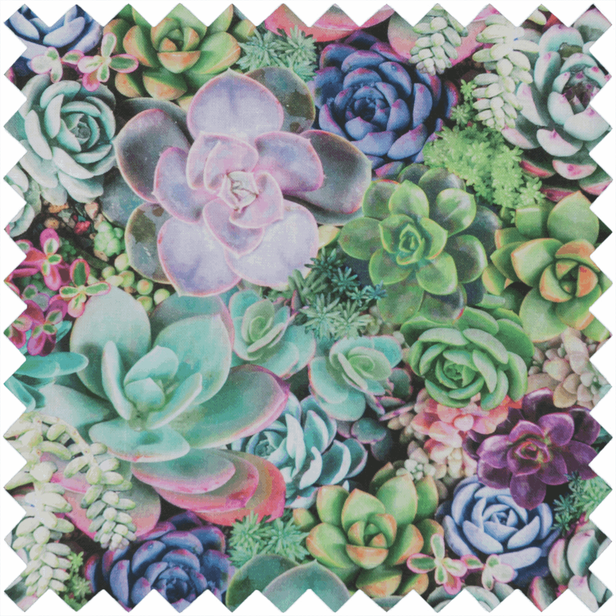 Pincushion - Succulence
