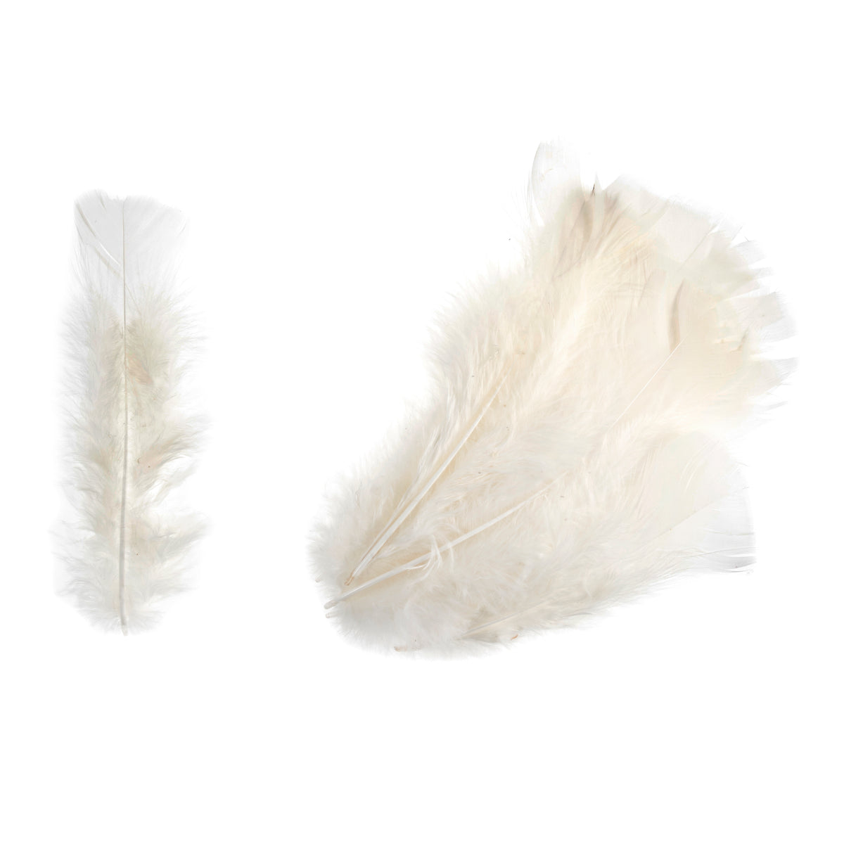 Pack of cream turkey feathers